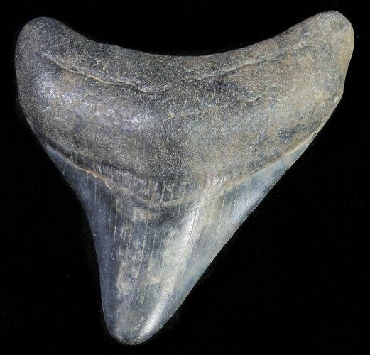 Juvenile Megalodon Tooth #61846